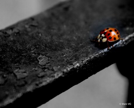 Ladybird