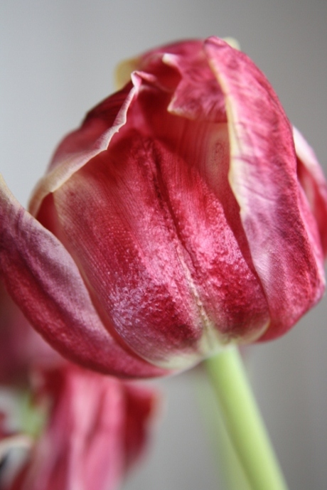 Tulp