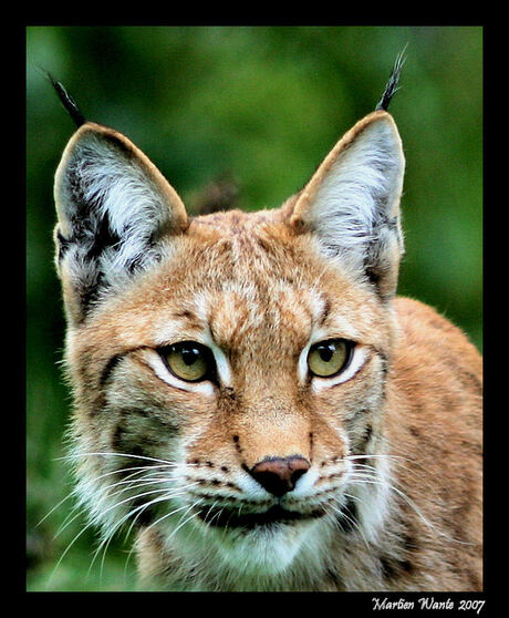 Waakzame lynx
