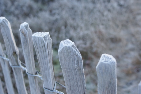 winterpaaltjes