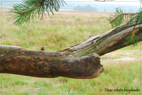 Haar Schotse Hooglander