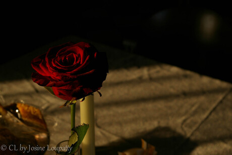 Shadow Rose