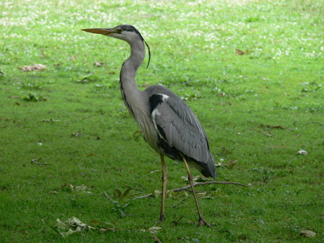 Reiger