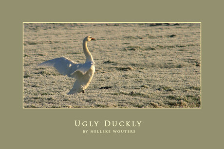 Ugly Duckly