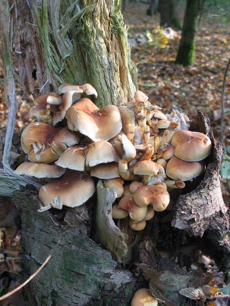 Bosje paddestoelen