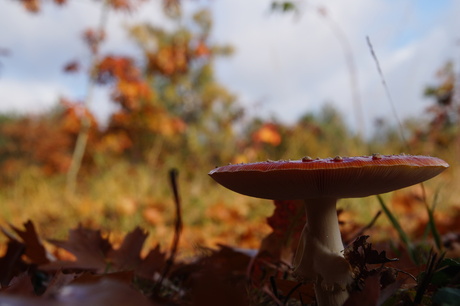 Rood met witte stippen