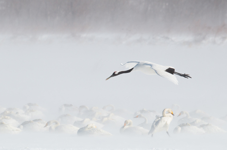 Kraanvogel met zwanen in een sneeuwstorm