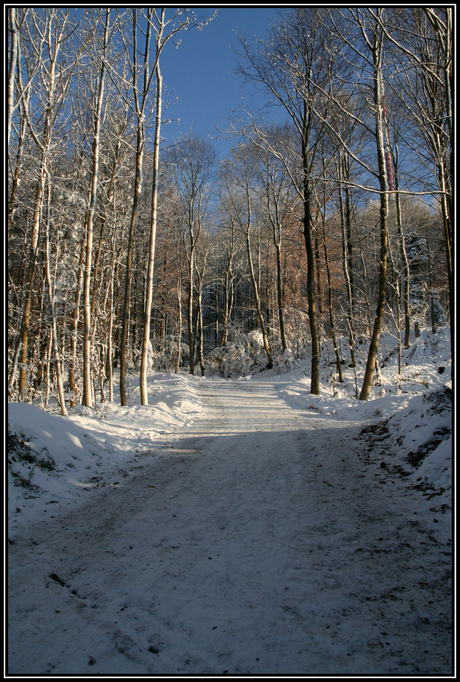 Wandeling Uetliberg 2