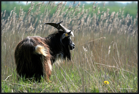 In the Dutch Mountains,,,