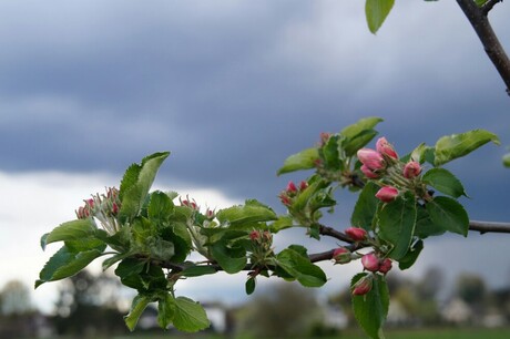 appeljes