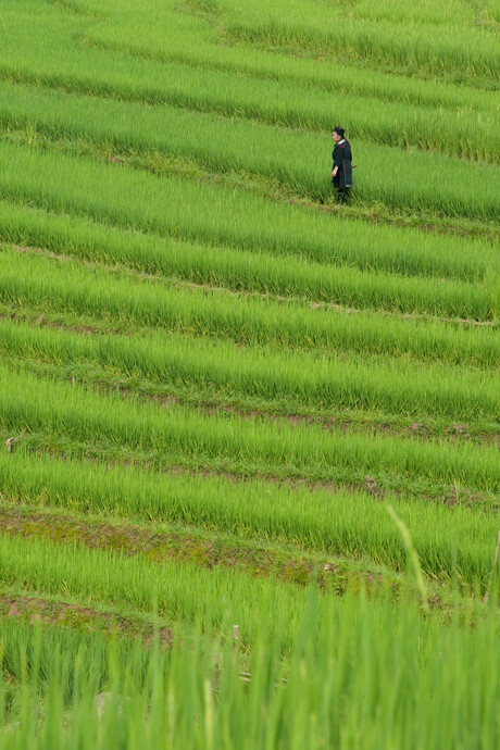 Hmong in de rijstvelden