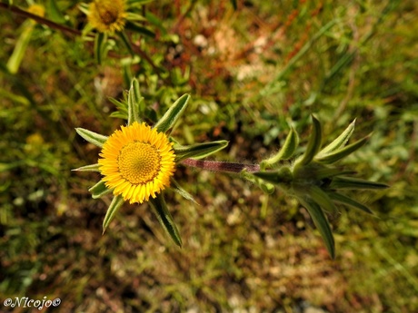 Pallenis spinosa.