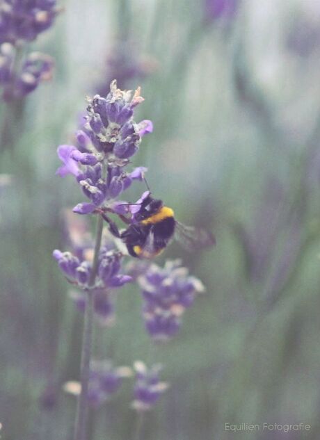 Lavender Bee