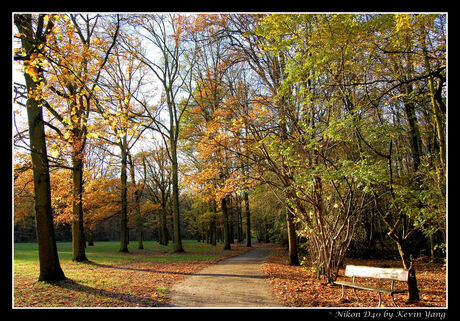 Herfst in het Kralingse Bos