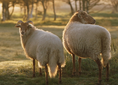 Schaapjes in de vroege ochtend