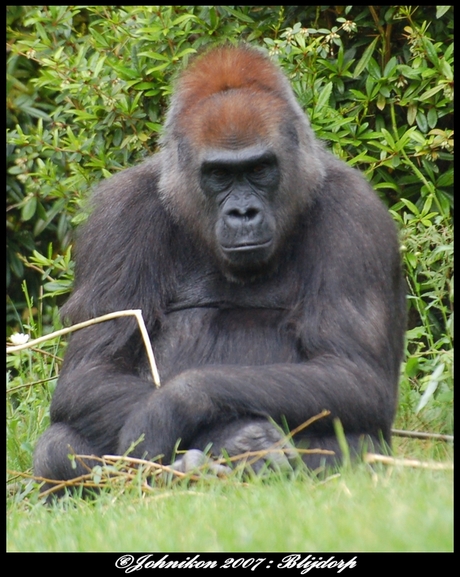 Gorilla Bokito