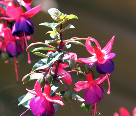 Fuchsia
