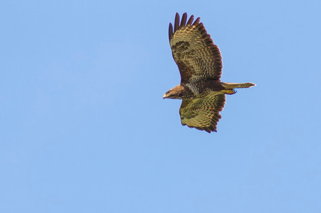 buizerd
