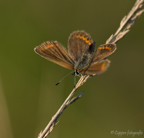 Heideblauwtje ♀