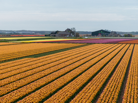 vele kleuren in de bollenstreek