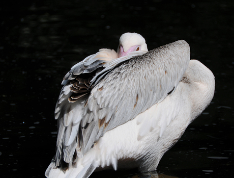 Emmen - Dierenpark 01.jpg