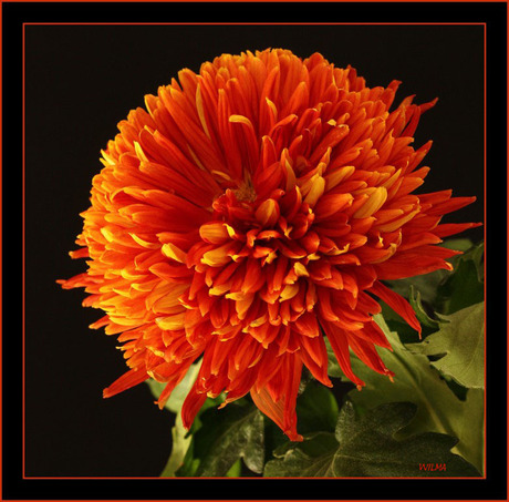 Bol Chrysant