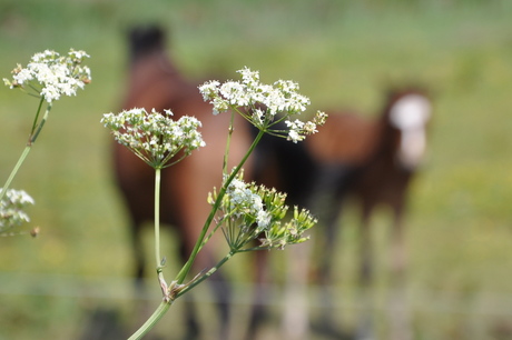 paard met veulen