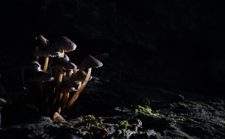 Het laatste zonnetje