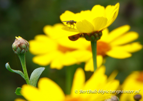 vlieg op bloem