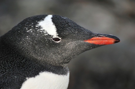 Antarctica, Gentoo Pinguïns