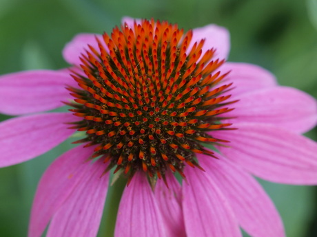 Echinacea ruby.JPG