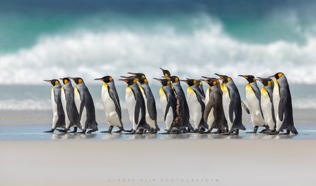King Penguin parade!