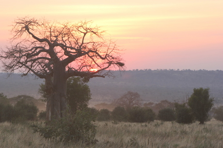 Baobapboom tijdens zonsondergang in Tanzania