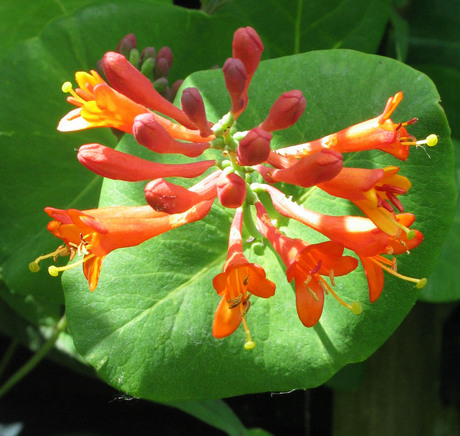 Flower in the spotlights