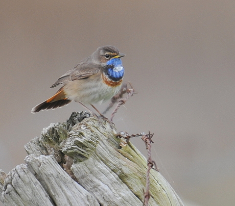 Blauwborst