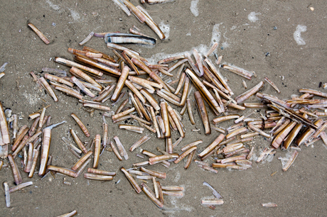Stilleven op het strand