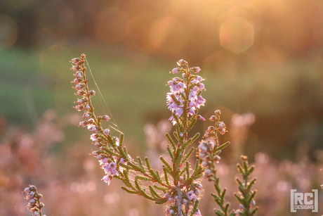 Goldenhour