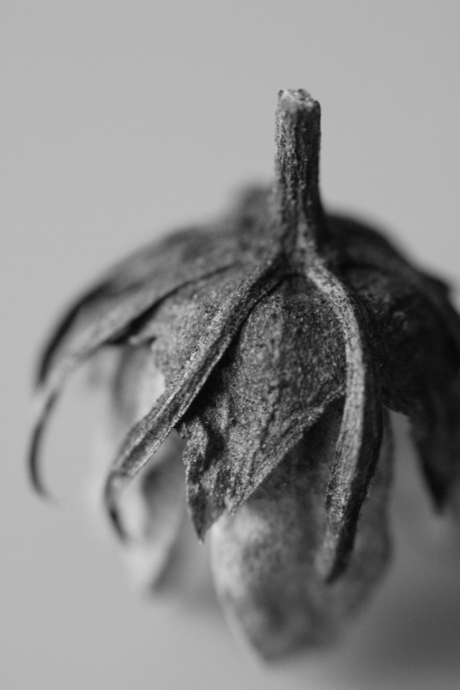 Monochrome Dead Flower