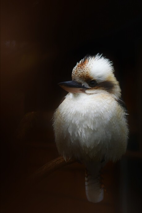 Lach naar het vogeltje