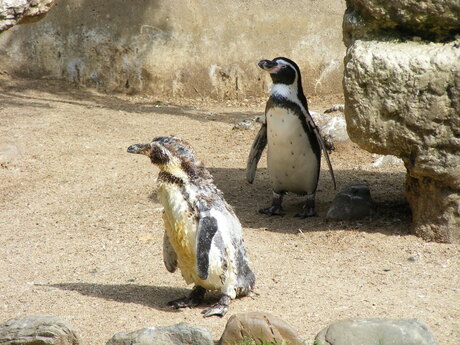 pinguins