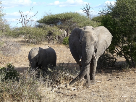 Olifanten in Zuid-Afrika