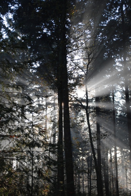 Zonnestralen door de bomen