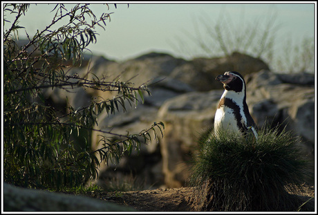 Nog een pinguin van de zoommeeting