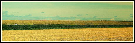 White car in the landscape