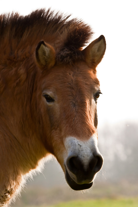 portret van een prezwalski paard