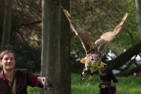 uil in vogelvlucht