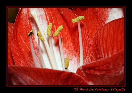 Amaryllis 1