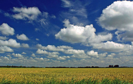 Fields of Gold 2