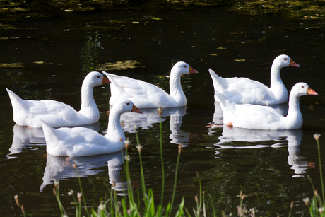 Witte ganzen