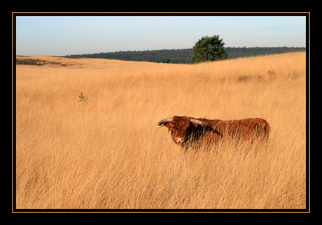 Schotse Hooglander